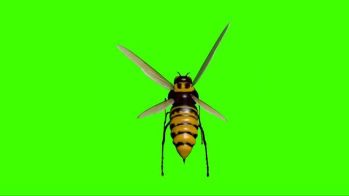 大黄蜂在绿色屏幕上飞行