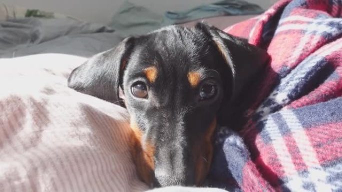 可爱的腊肠犬小狗的肖像沐浴在温暖的阳光中，躺在毯子中，特写。懒惰的宠物刚刚醒来，不想起床去散步