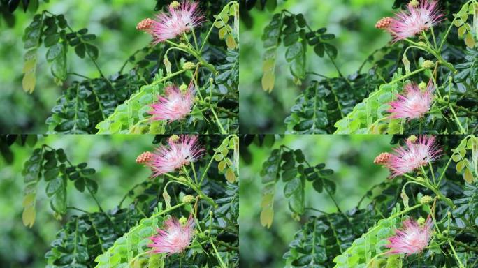 雨中特写鲜花。绿色叶子上的夏花背景和背景中雨水喷射的虚线。自然背景。概念享受放松的自然。