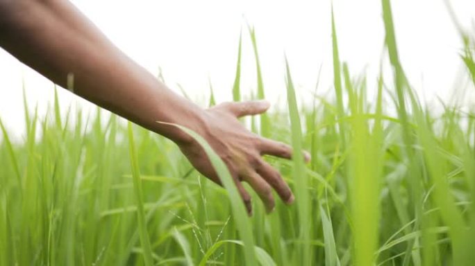 在田里用手抚摸绿叶水稻