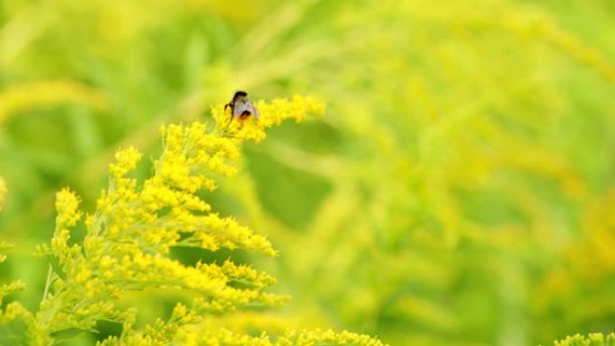 一枝黄花。大黄蜂收集花蜜