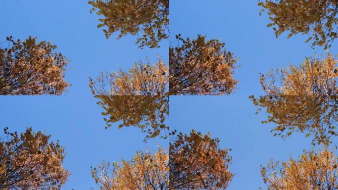 蓝天透过桦木树枝窥视。黄色、金色和橙色的桦树树枝。4k分辨率秋季或秋季视频横幅。