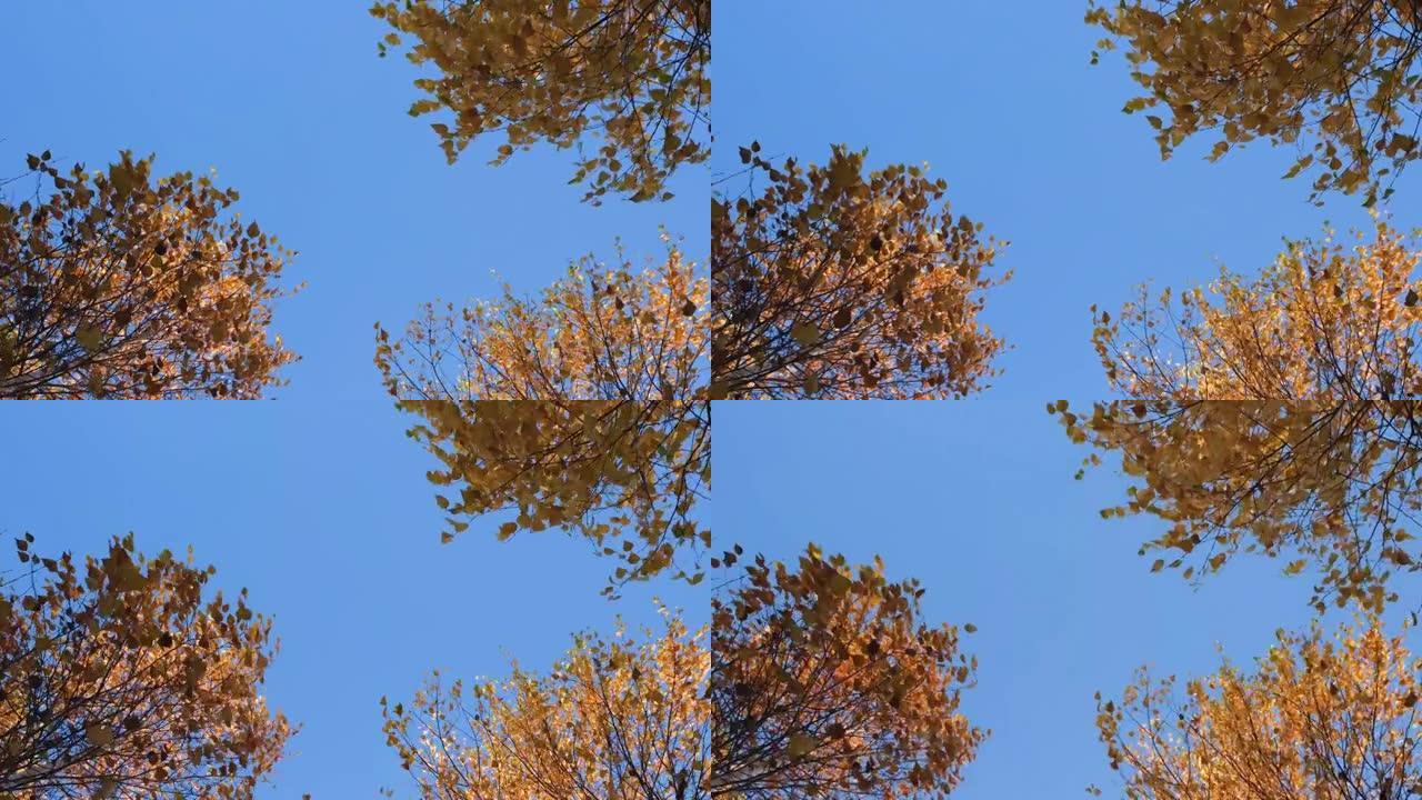 蓝天透过桦木树枝窥视。黄色、金色和橙色的桦树树枝。4k分辨率秋季或秋季视频横幅。