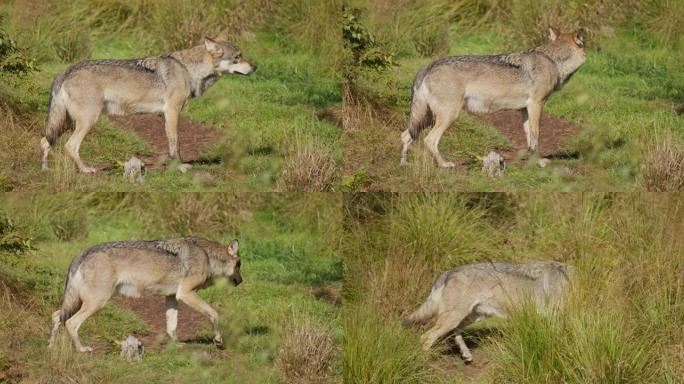 晴天，一只成年灰狼在草地上走来走去