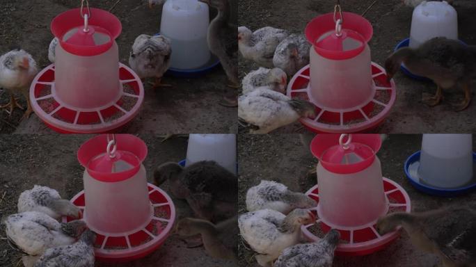 在农场上的棕色小鸡年轻母鸡的特写图像从饲养员那里吃谷物，从饮酒者那里喝水