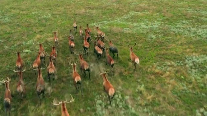 动物野生动物鹿跑公园野外羊群夏季保护区动物