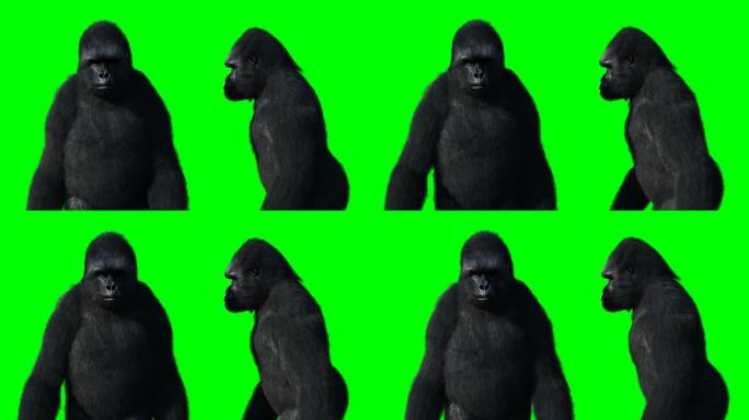 有趣的大猩猩。逼真的毛皮。绿屏动画。