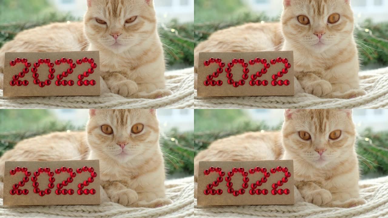 圣诞猫与数字2022。条纹橙色姜猫品种苏格兰褶皱躺在柔软的毯子上，背景是冷杉树枝和花环。假期和放松