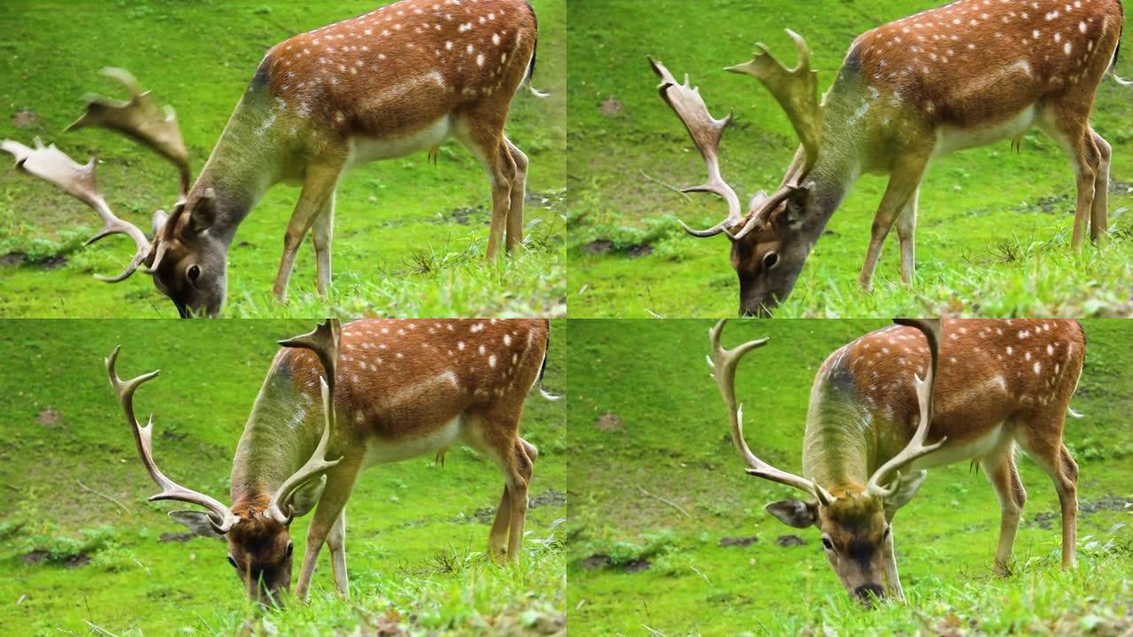 斑驳的鹿。有鹿角的梅花鹿吃草。Cervus nippon