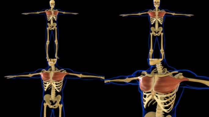 医学概念3D动画的胸肌解剖