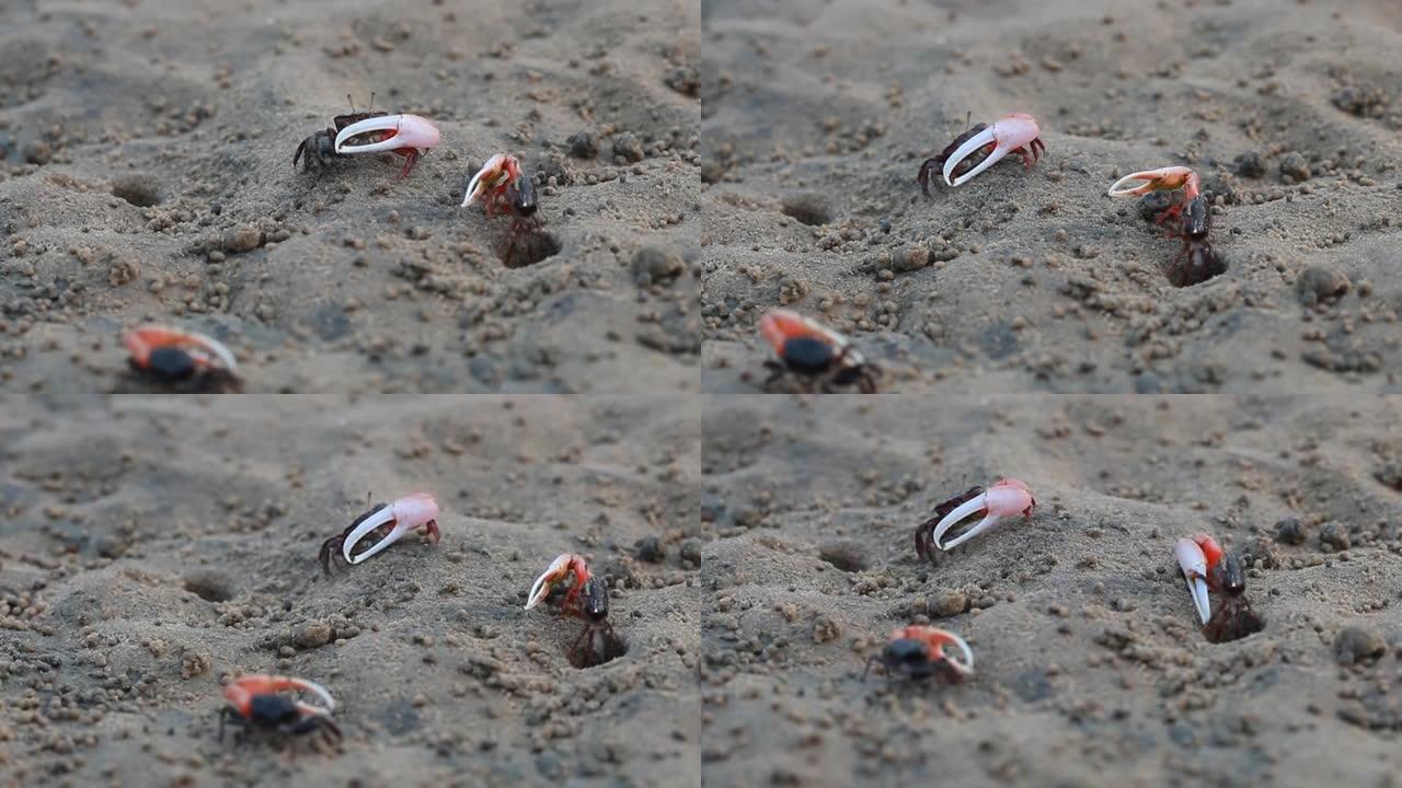 海滩上的海蟹，水生蟹，招潮蟹，红蟹，红树蟹，单腿蟹