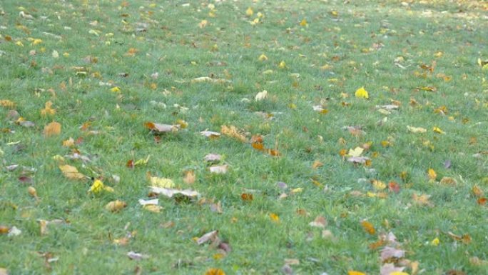 公园草地上散落的树叶