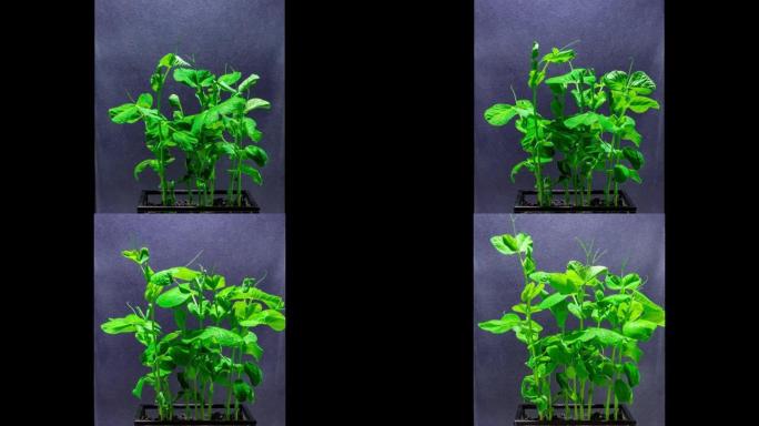 雪豌豆种子在五天内缓慢生长成植物的时间流逝