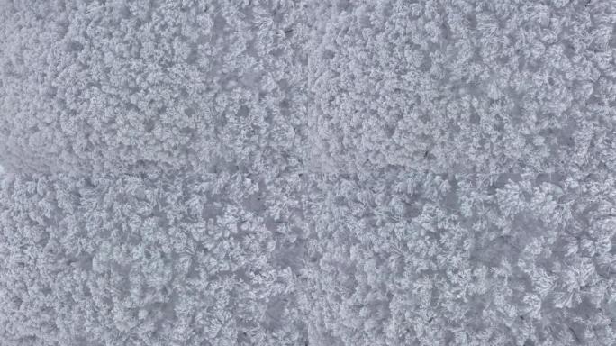 空中俯视图从惊人的霜雪树枝覆盖冰釉
