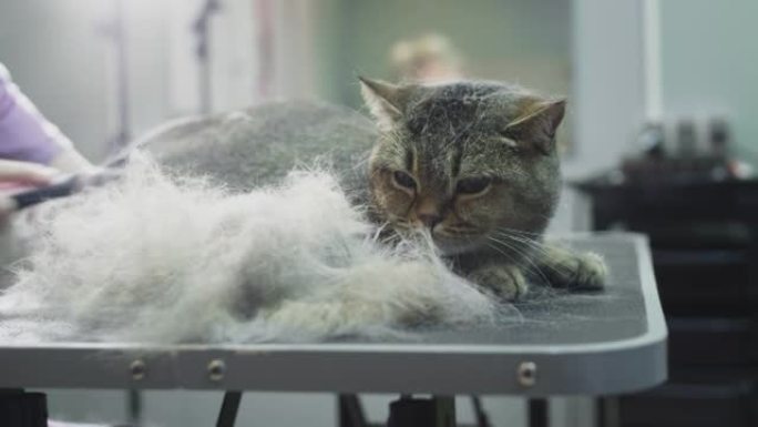梳理，在沙龙里为动物梳理一只猫。医生女孩用梳子抓着猫的皮毛，剪头发。