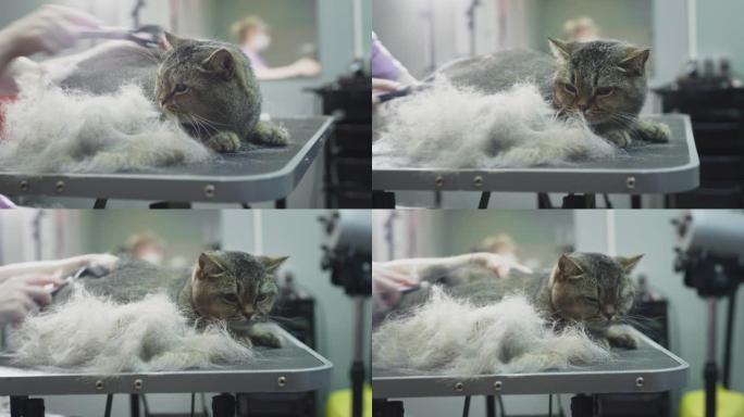 梳理，在沙龙里为动物梳理一只猫。医生女孩用梳子抓着猫的皮毛，剪头发。