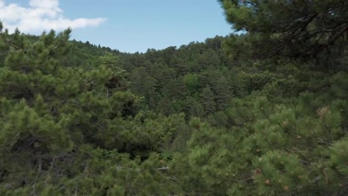 希腊奥林巴斯国家公园森林的4k航拍画面