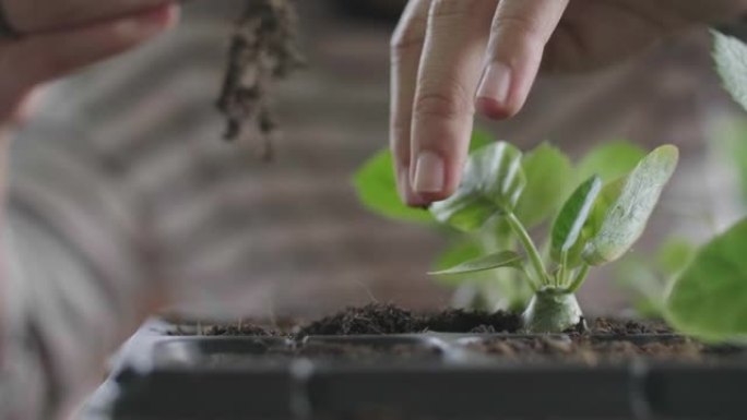 年轻植物。移植移栽植树节