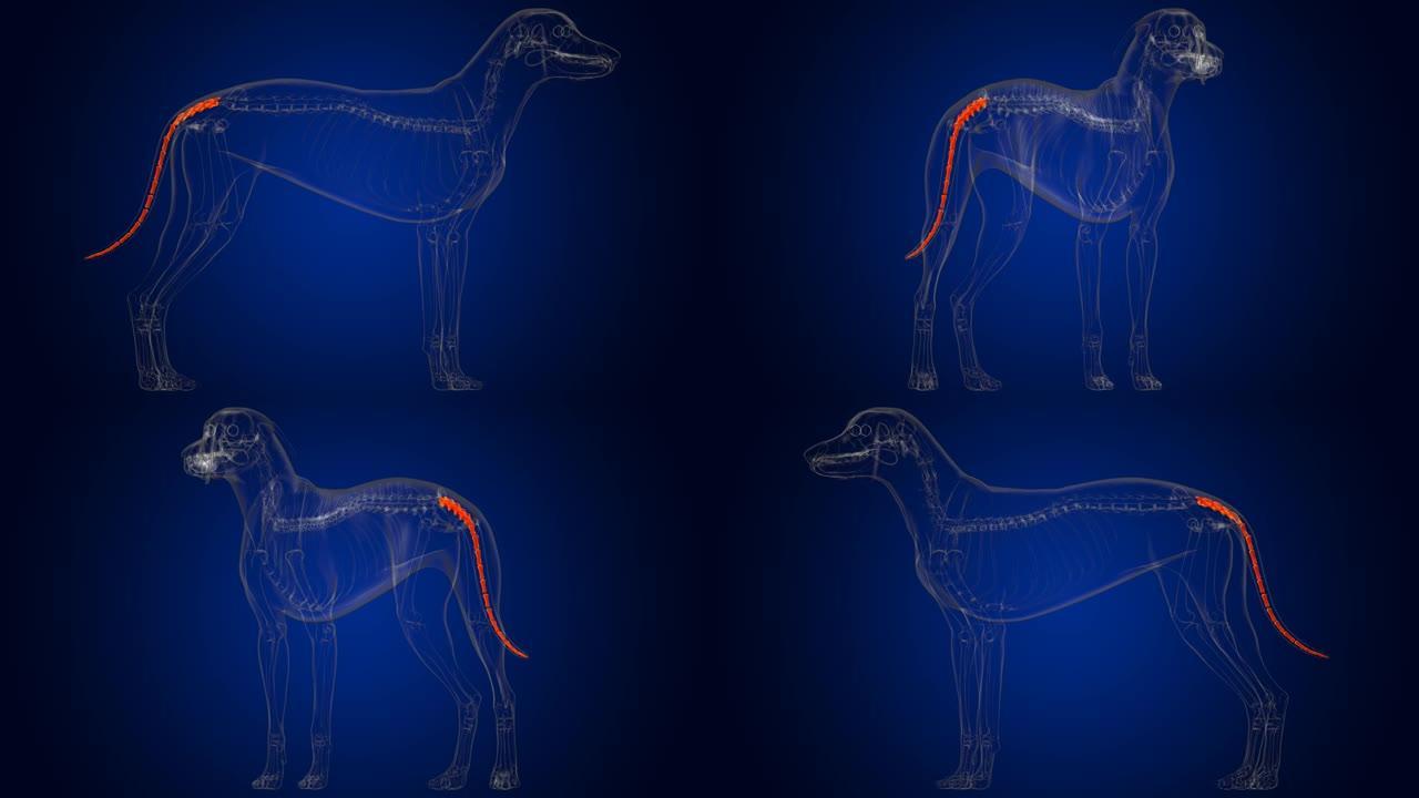 医学概念3D的尾椎骨狗骨骼解剖