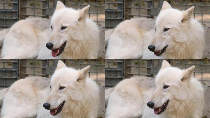 极地或北极白狼躺在动物园地面上，呼吸调节温度