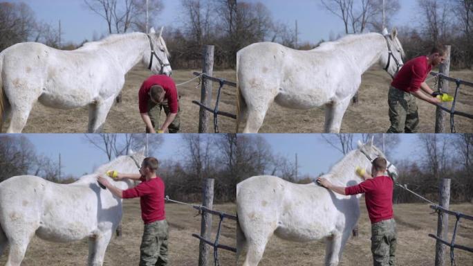 一个人用特殊的刷子刷白马。