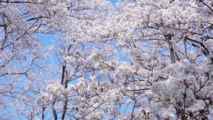 樱花的风景秀美风光春季春暖花开