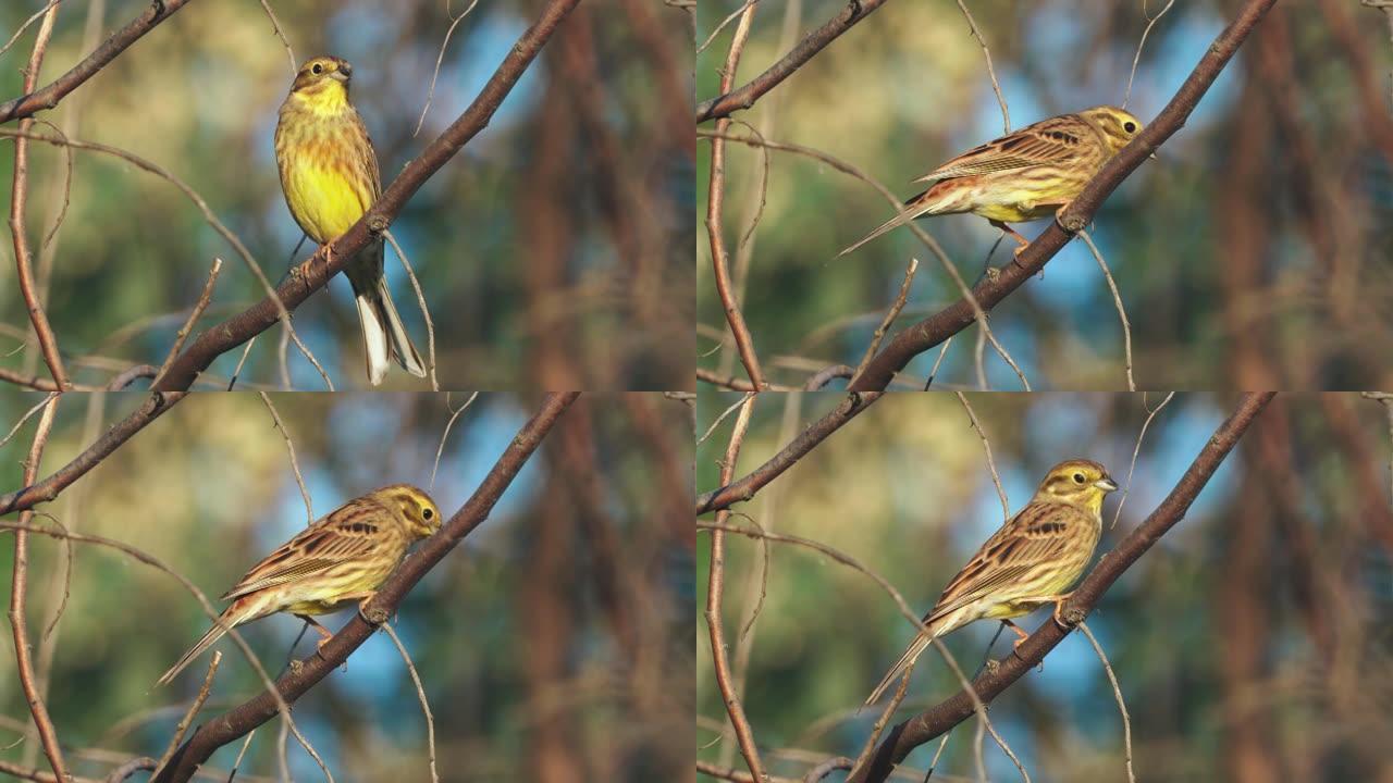 Bird - Yellowhammer ( Emberiza citrinella) 雄性坐在灌木丛