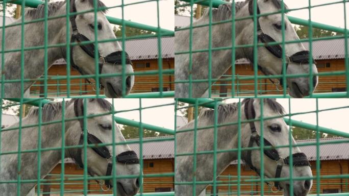 一匹淡定的灰毛马，口部套着辔头，站在马厩的金属网后面。被囚禁的动物被人类驯服利用