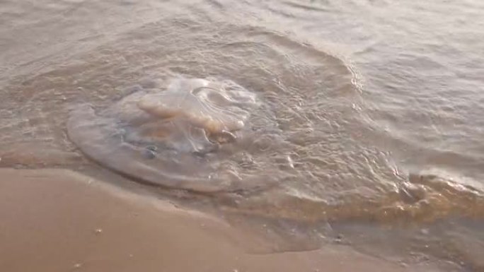 由于全球气候变化，死水母躺在沙滩上，海水母躺在海边