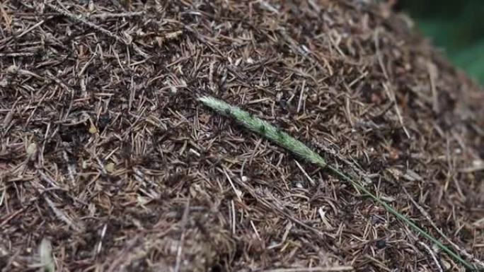 Formica rufa蚁丘被植物的绿色小茎攻击时。蚂蚁收拾残局的辛勤工作。红木蚁、南方木蚁或马蚁。