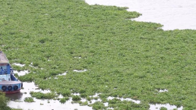 潮拉亚河上的水葫芦杂草。水葫芦太多了。水污染概念。