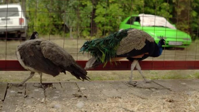 两只孔雀在农场的笼子里左右飞镖。笔中的羽毛动物