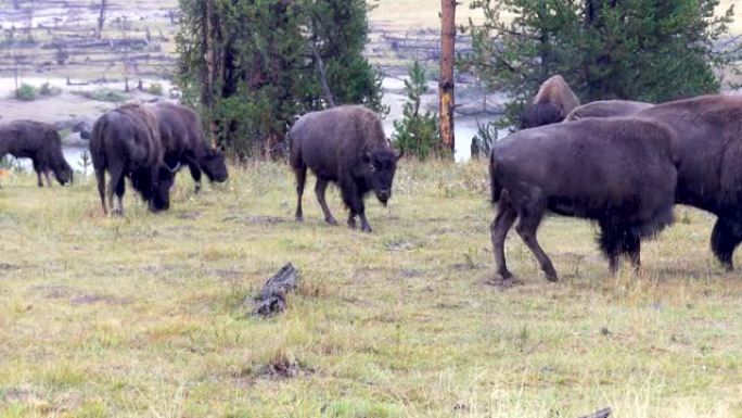 怀俄明州黄石国家公园附近的水牛在雨中放牧