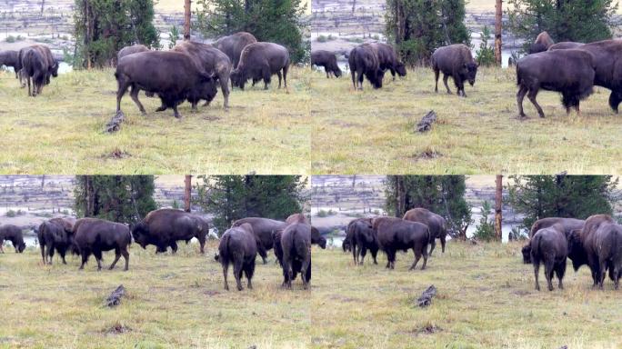 怀俄明州黄石国家公园附近的水牛在雨中放牧