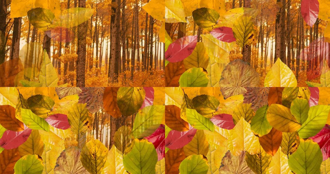 秋林背景上的层层秋叶动画