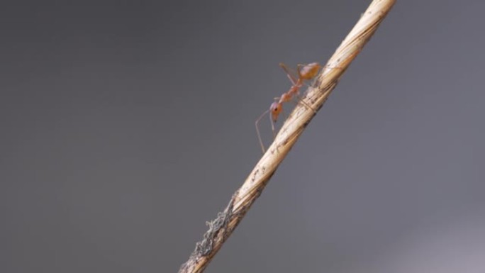 蚂蚁在绳子上行走