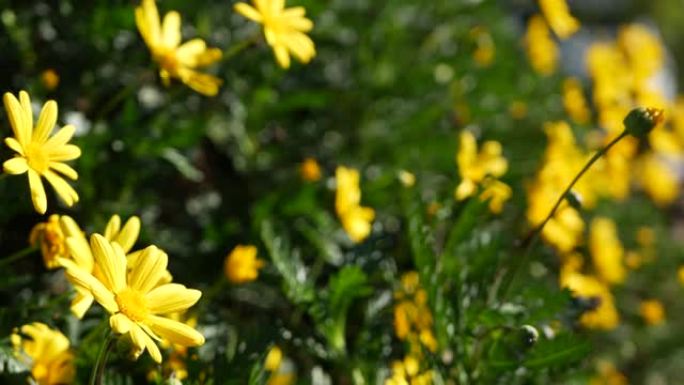 黄色雏菊花开，美国加利福尼亚州的家庭园艺。天然植物学特写背景。欧洲果胶在春天的新鲜花园里开花。春季植