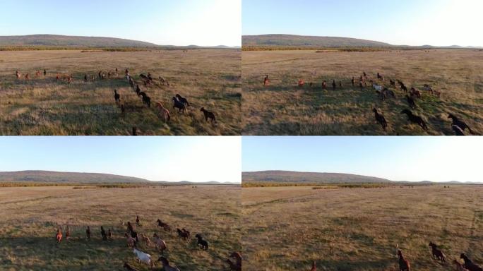 野马跑。背景山的大草原上奔跑的马群。日落。