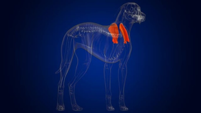 肩胛骨狗骨骼解剖医学概念3D
