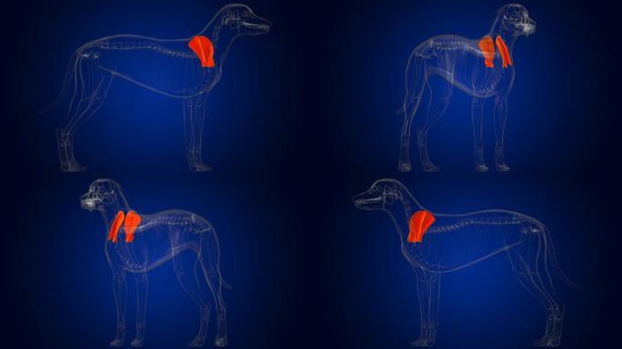 肩胛骨狗骨骼解剖医学概念3D