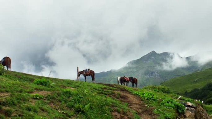 在山脉附近用皮带放牧的马的镜头。阿布哈兹加格拉，安乔山口。在BMPCC 6K上拍摄