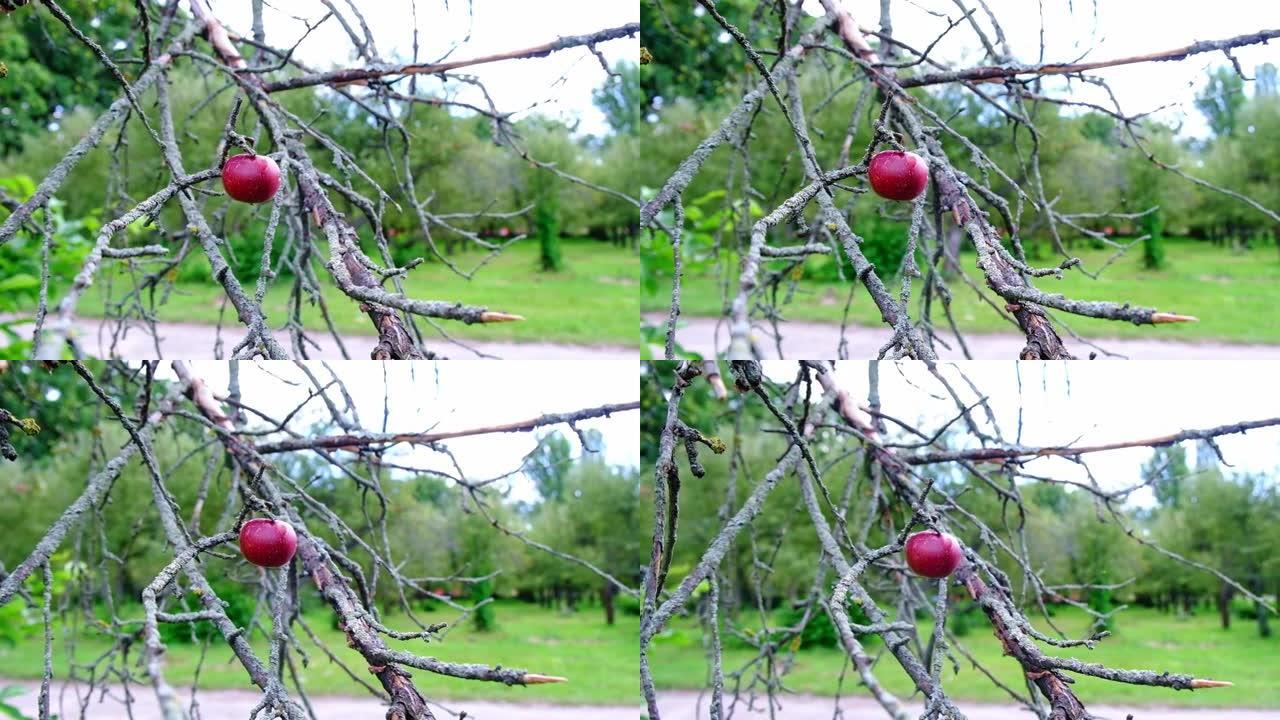 一个苹果在干燥的树上摇摇着。