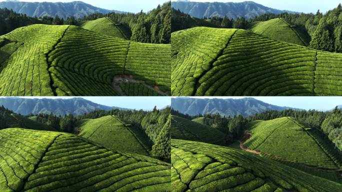 航拍武陵山区茶园4K