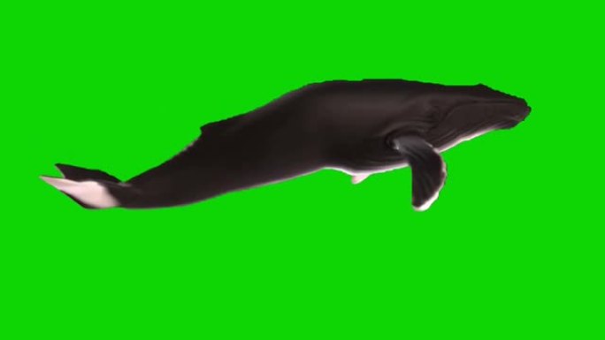 座头鲸在绿色屏幕上游泳