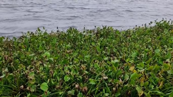 遍布海水的水生植物