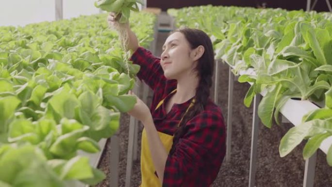 亚洲女性业主温室水培农场企业主手工检查新鲜蔬菜收获绿色产品与快乐和快乐，种植有机蔬菜和保健食品的概念