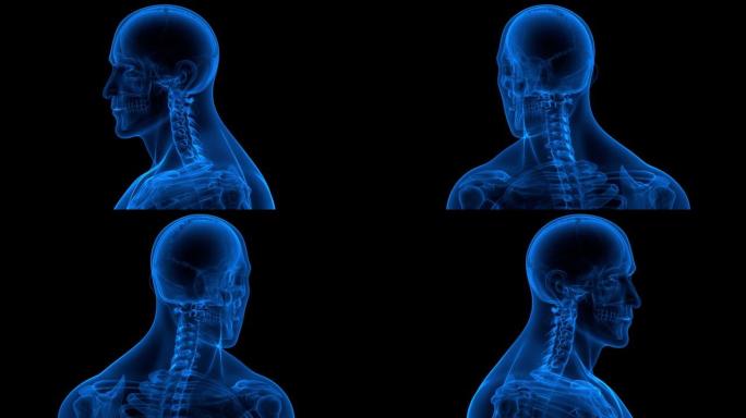 脊髓脊柱颈椎人体骨骼系统解剖动画概念