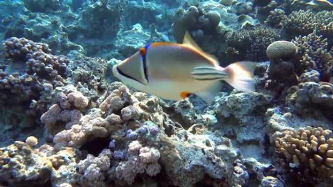 毕加索金鱼鱼 (Rhinecanthus aculeatus)，珊瑚鱼在珊瑚的reef.4k视频剪辑