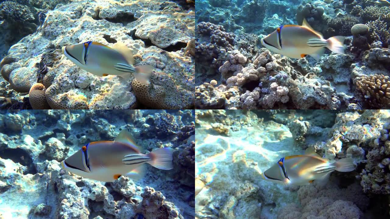 毕加索金鱼鱼 (Rhinecanthus aculeatus)，珊瑚鱼在珊瑚的reef.4k视频剪辑