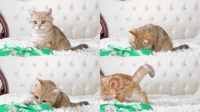 小红姜条纹小猫坐在白色床上玩绿丝带。英国龙猫。可爱的宠物